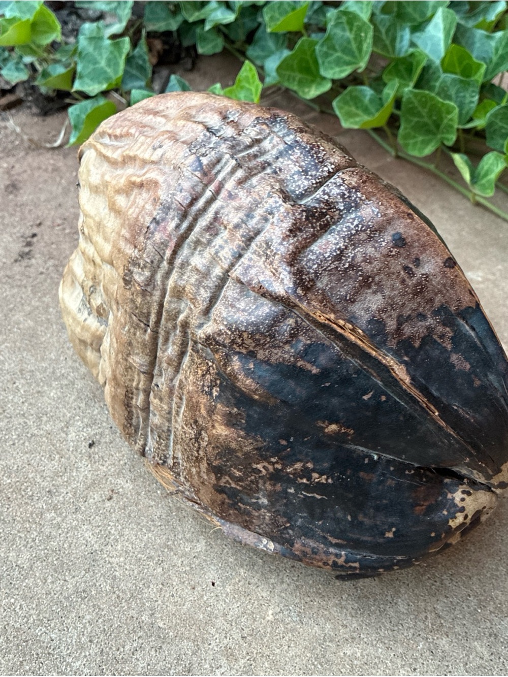 Natural Coconut Shell - Dark Brown/Black Natural Cabinet of Curiosities - Picture 11 of 12
